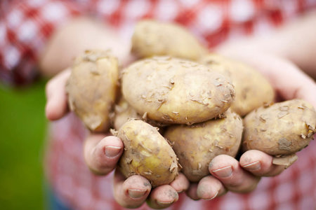 hands holding potatos