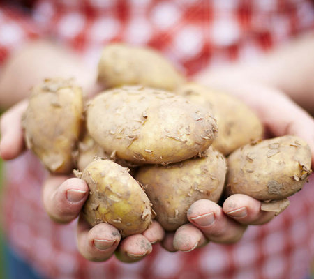 hands holding potatos