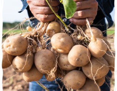 Aardappelen Vasthouden